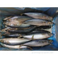 Κατεψυγμένο σκουμπρί του Ειρηνικού 150-200g 60-80pcs ψάρια